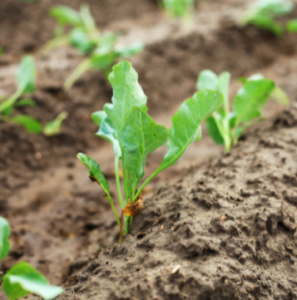 Blumenkohl im Hochbeet Anleitung & Tipps