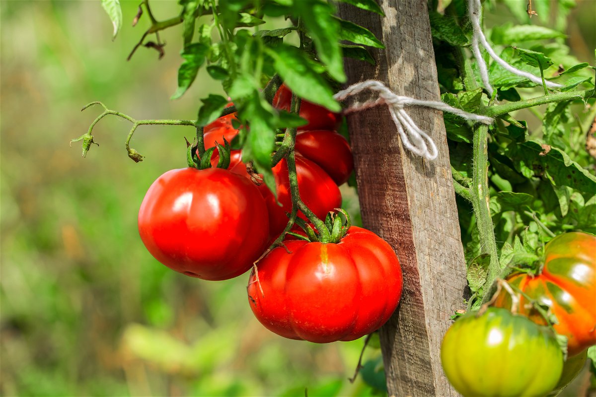 Reife Tomaten am Strauch.