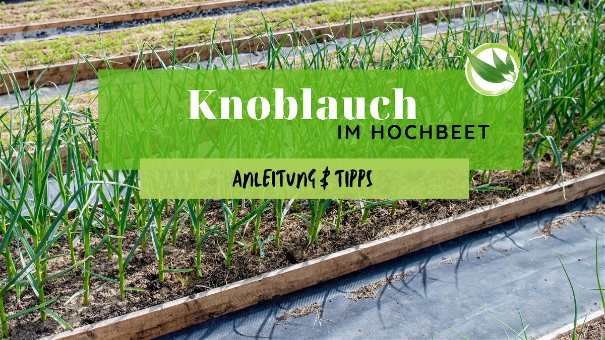 Knoblauch im Hochbeet – Anleitung & Tipps