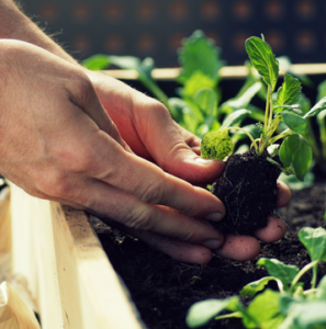 Kohlrabi im Hochbeet pflanzen Anbau, Pflege und Ernte