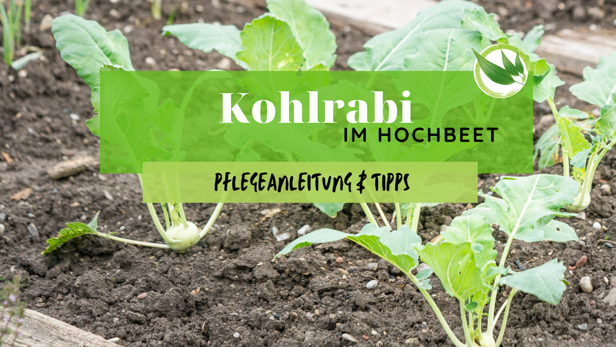 51+ Kohlrabi Im Hochbeet, Sie wollen ein hochbeet für ihre terrasse