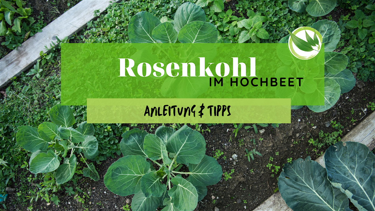 Rosenkohl im Hochbeet – Anleitung & Tipps