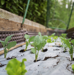 Kohlrabi im Hochbeet pflanzen Anbau, Pflege und Ernte