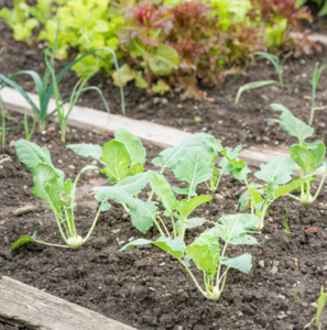 Kohlrabi im Hochbeet pflanzen Anbau, Pflege und Ernte