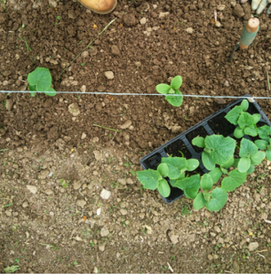Gurken im Hochbeet anbauen Tipps zur richtigen Pflanzung, Pflege und Ernte