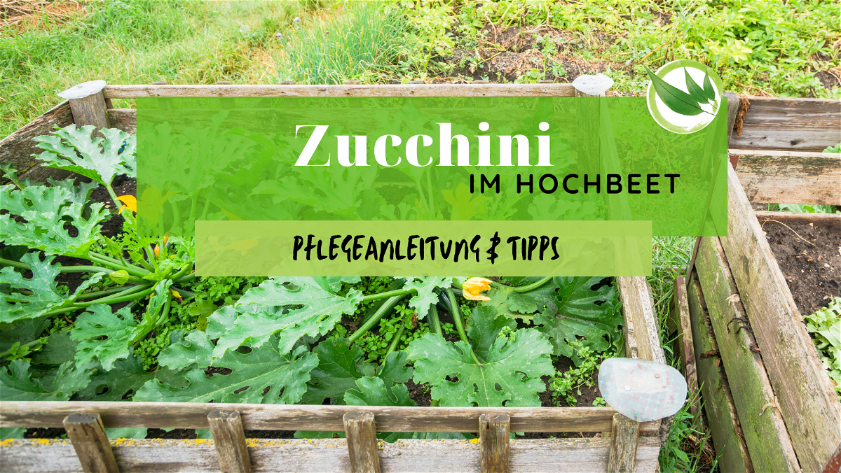 Zucchini im Hochbeet – Pflegeanleitung & Tipps