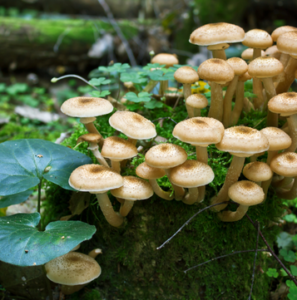 Pilze im Hochbeet Gründe und Lösungen für ungewolltes Wachstum