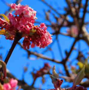 Winterblüher Blumen & Sträucher, die im Winter blühen ? currenyear