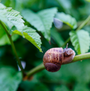 Schnecken im Hochbeet Wie sie hineingelangen und was man dagegen tun kann