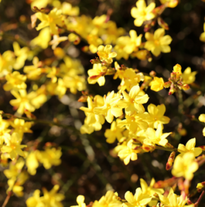 Winterblüher Blumen & Sträucher, die im Winter blühen ? currenyear
