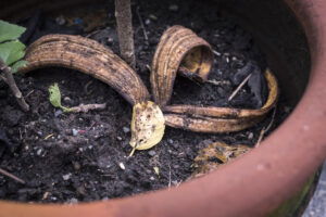 Hortensien düngen mit Hausmitteln 8 wirksame Dünger ? 2025
