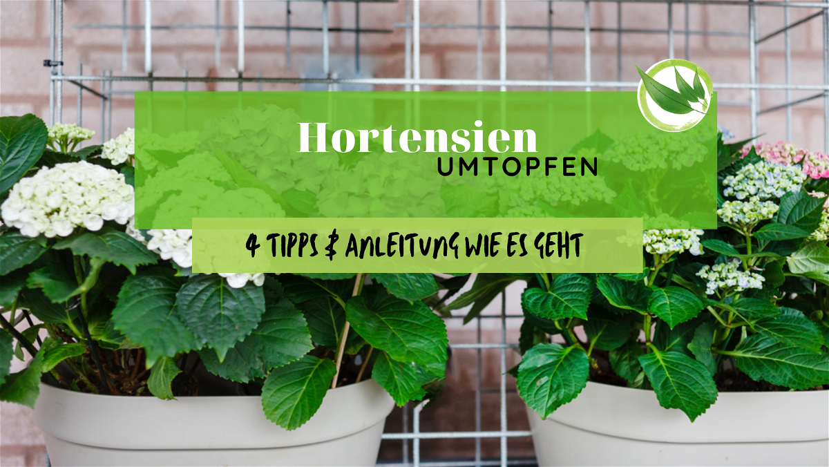 Hortensien umtopfen – 4 Tipps & Anleitung wie es geht