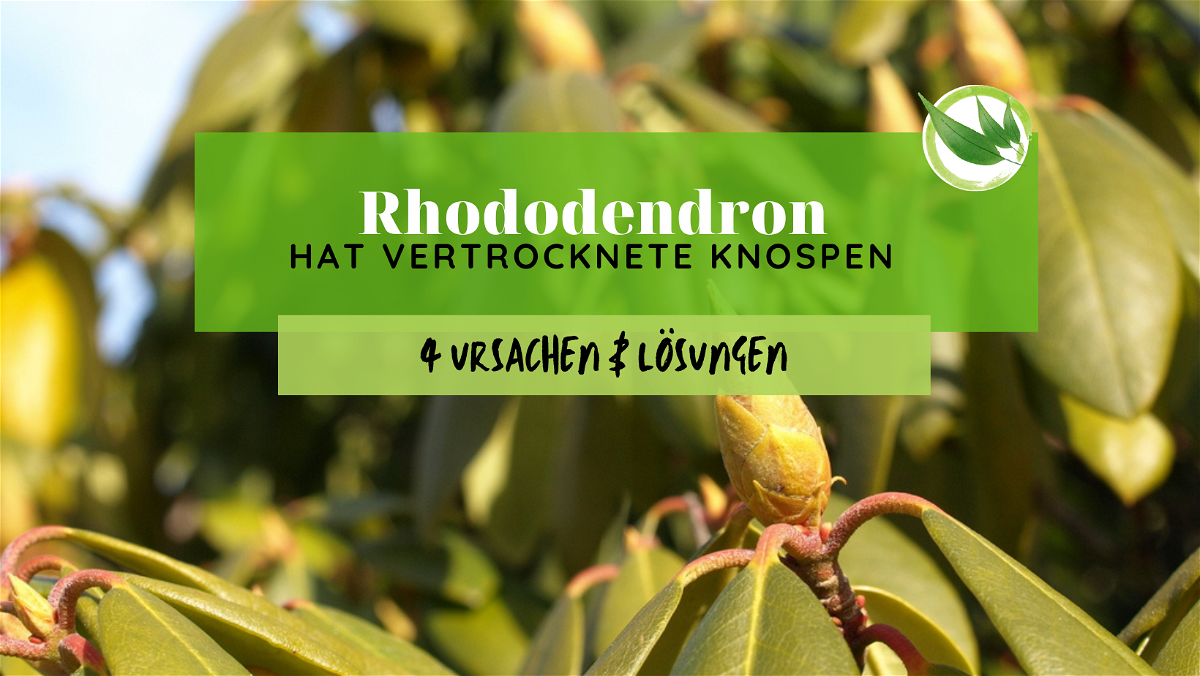 Rhododendron hat vertrocknete Knospen – 4 Ursachen & Lösungen