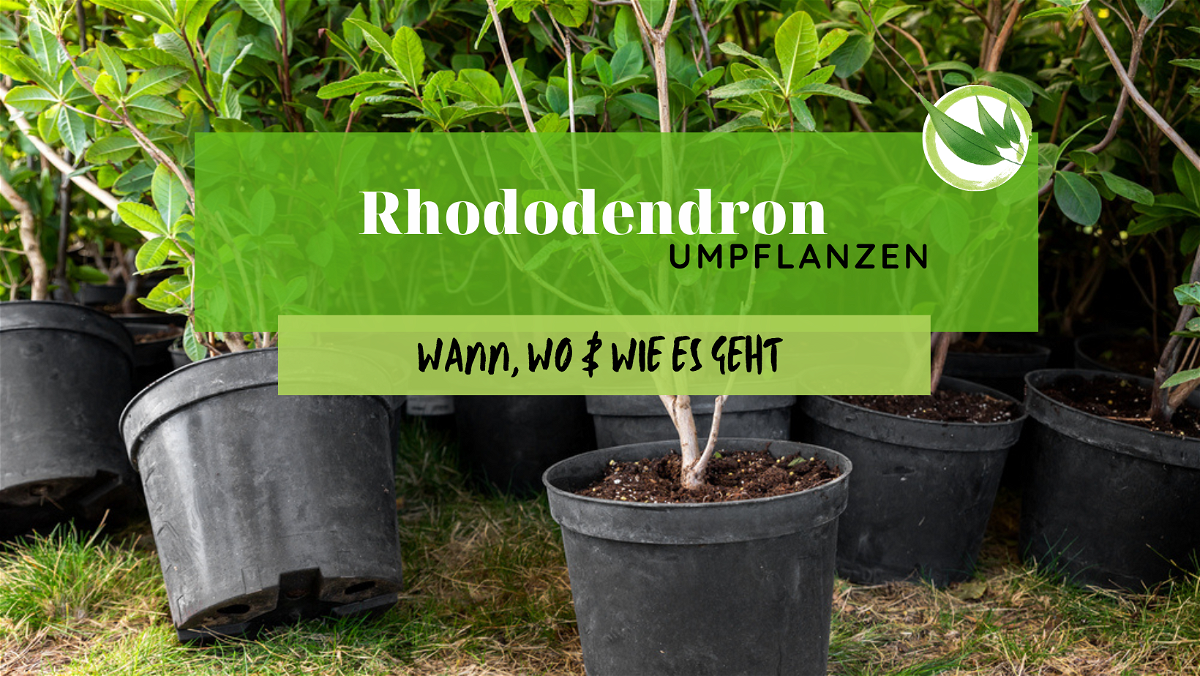 Rhododendron umpflanzen – Wann, wo & wie es geht