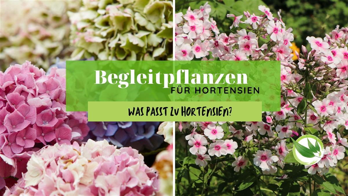 Begleitpflanzen für Hortensien – Was passt zu Hortensien?