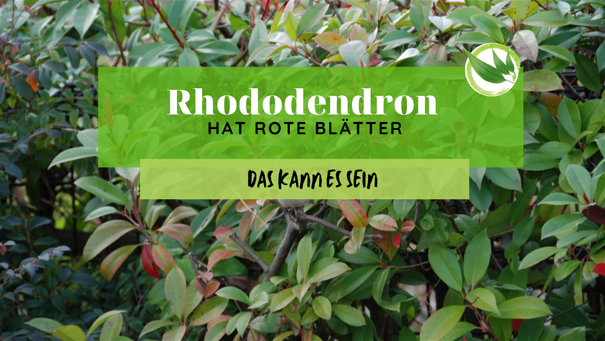 Rhododendron hat rote Blätter – Das kann es sein…