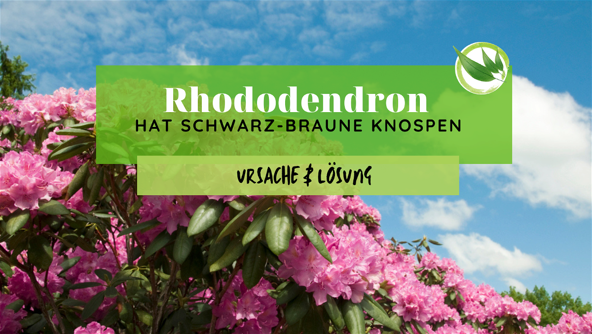 Rhododendron hat schwarz-braune Knospen – Ursache & Lösung