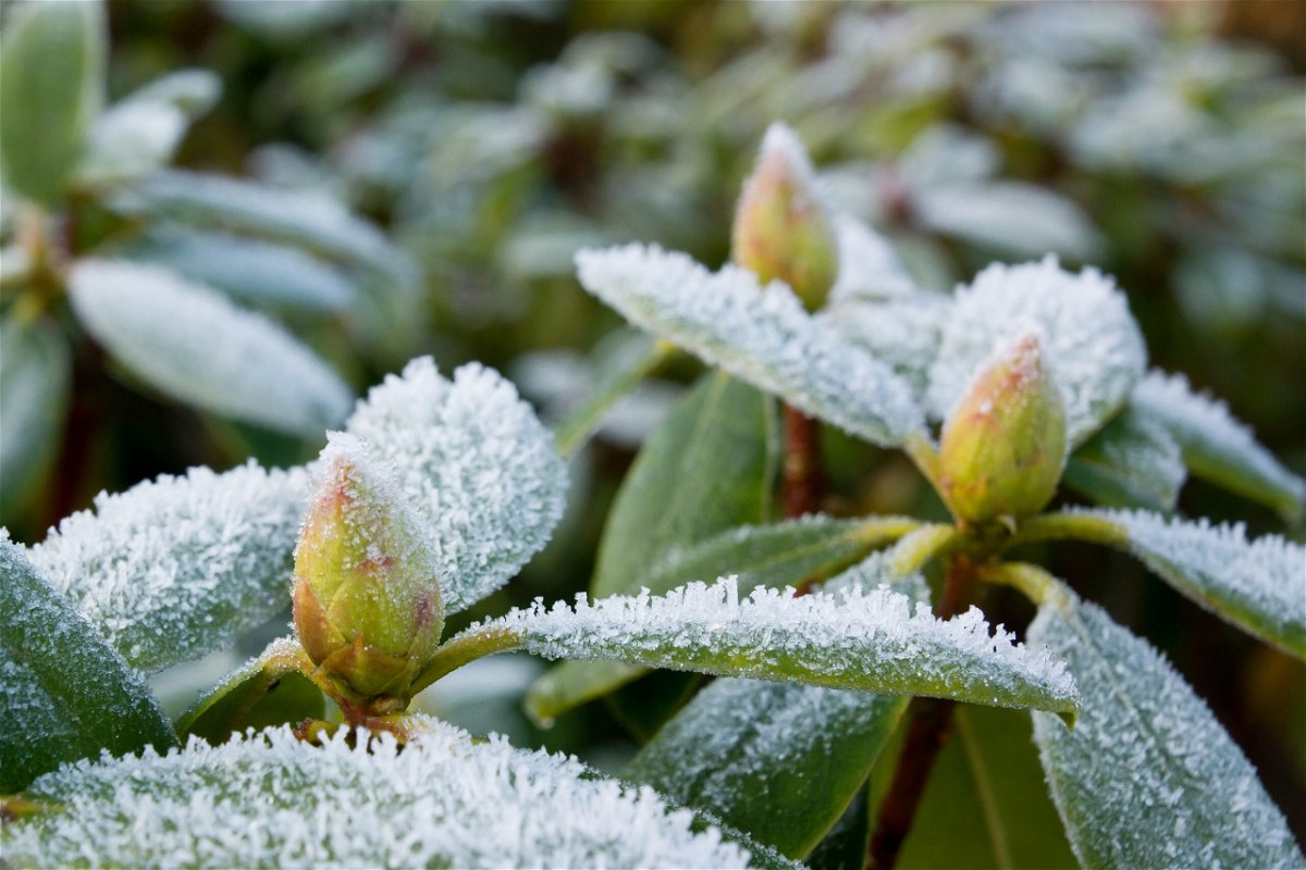 Rhododendron richtig überwintern: 5 Experten-Tipps für den Winter