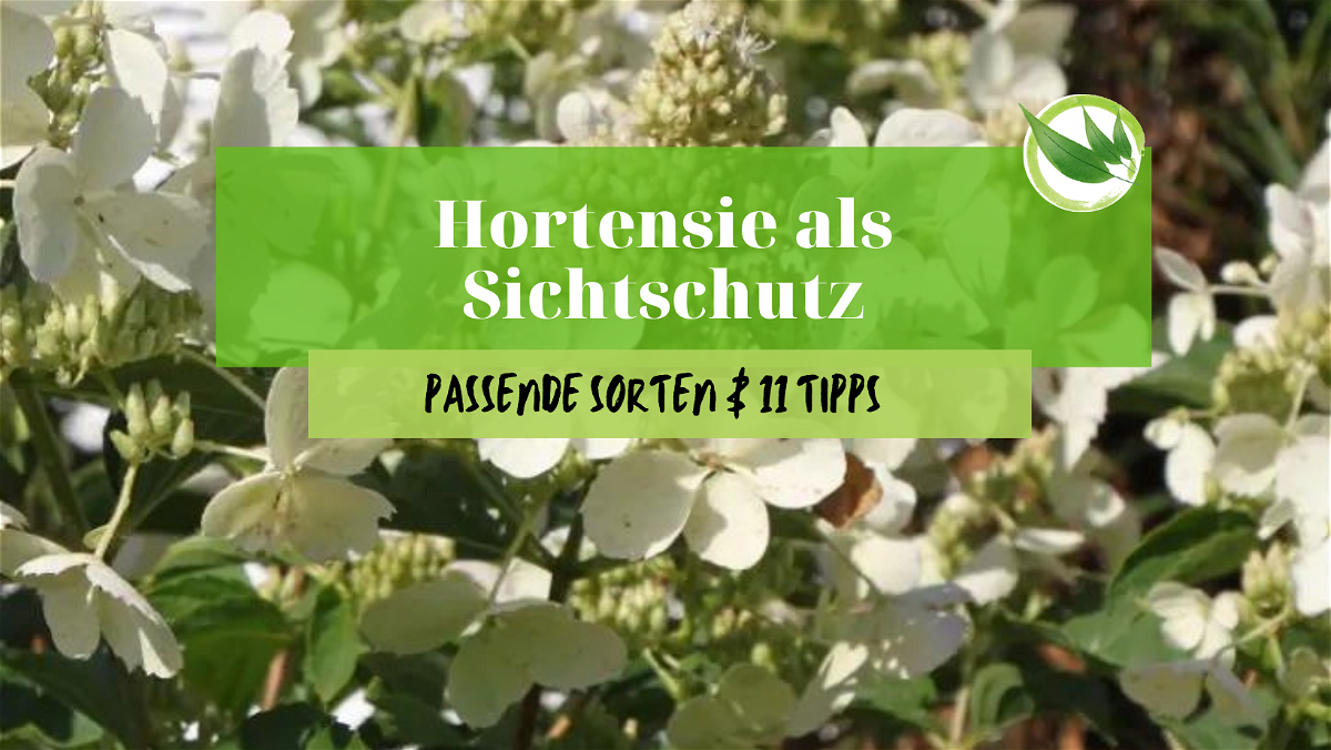 Hortensie als Sichtschutz – Passende Sorten & 11 Tipps