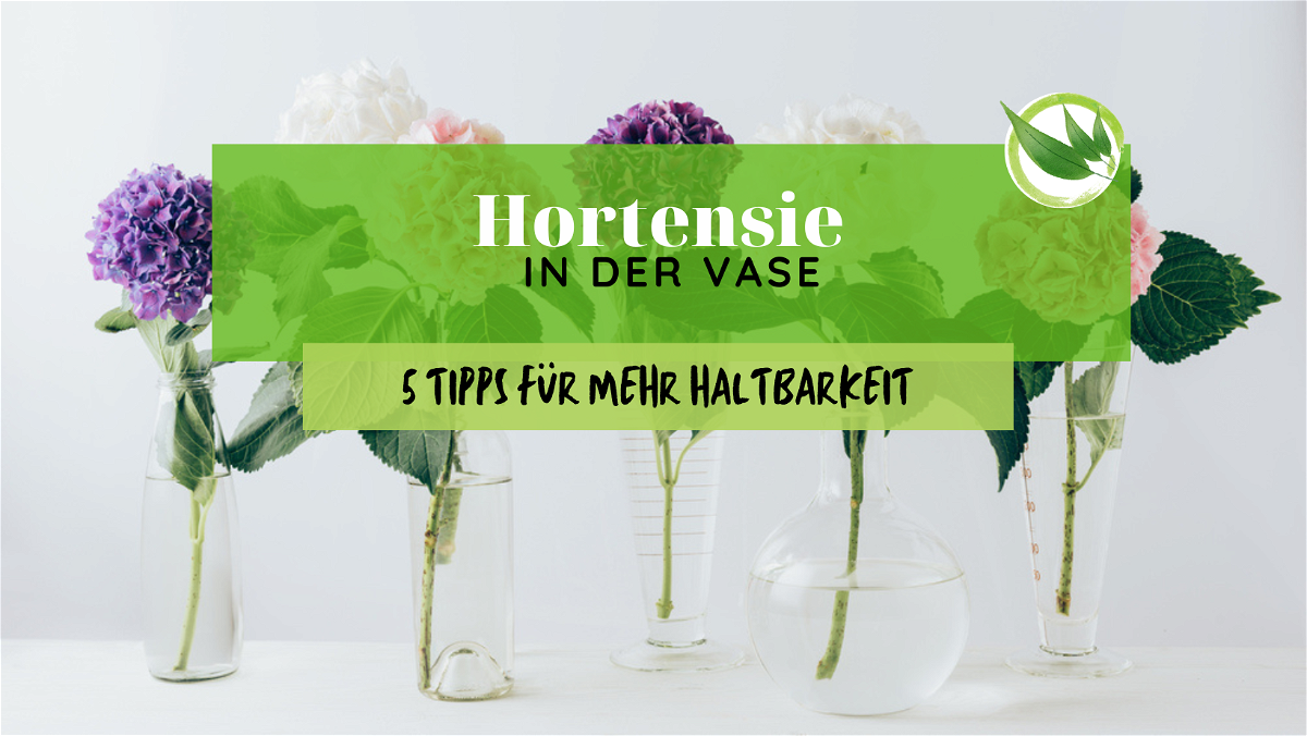 Hortensien in der Vase – 5 Tipps für mehr Haltbarkeit
