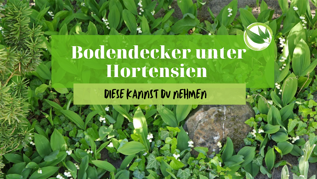 Bodendecker unter Hortensien – Diese kannst Du nehmen