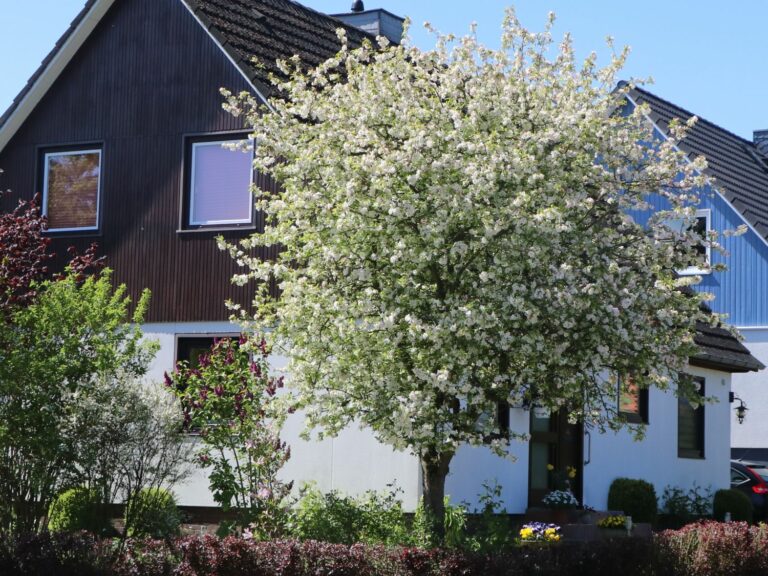 Winterharte Zierbäume Alle Arten mit Bild ? 2024