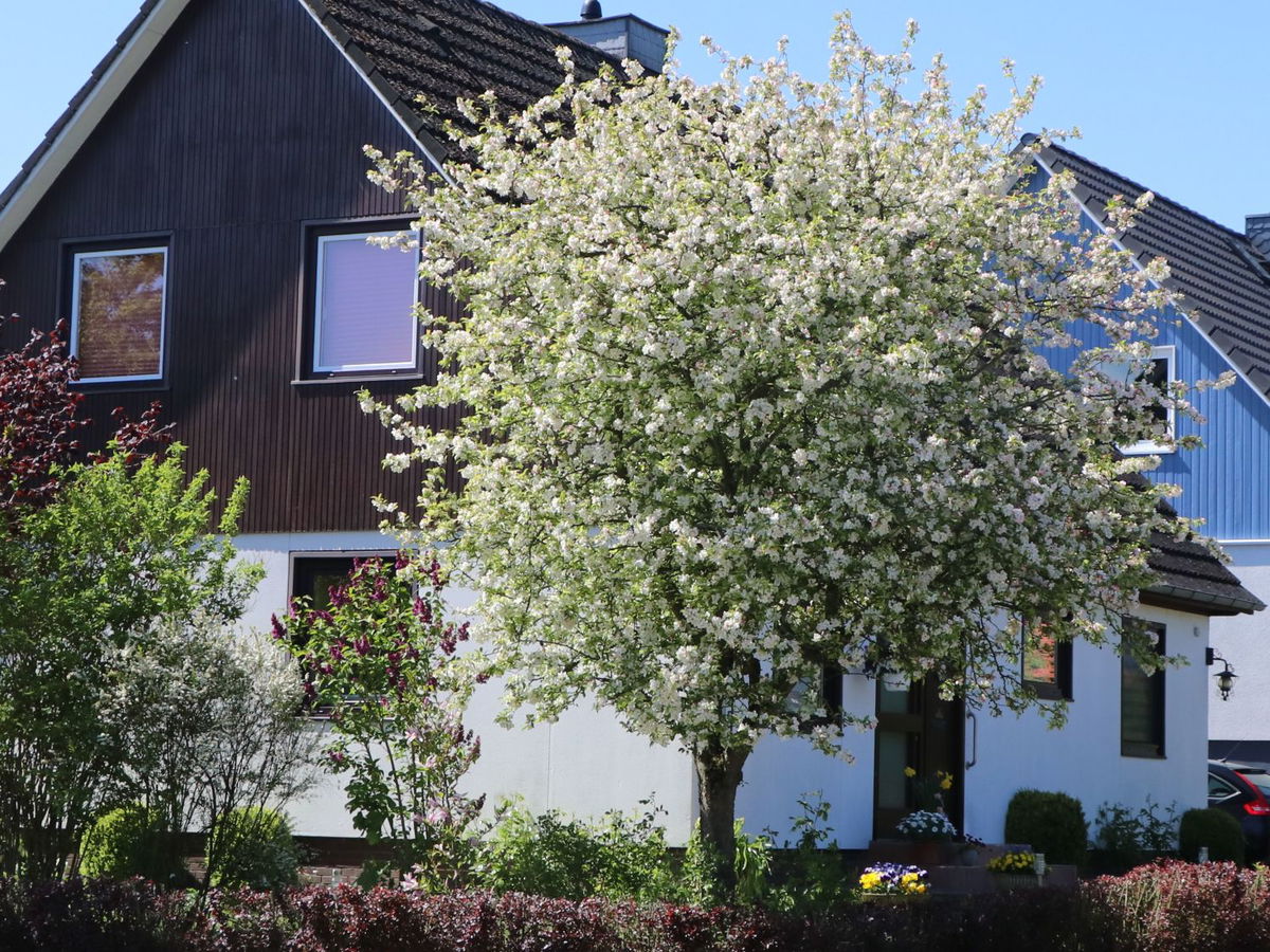 【ᐅ】Winterharte Zierbäume Alle Arten mit Bild 2023