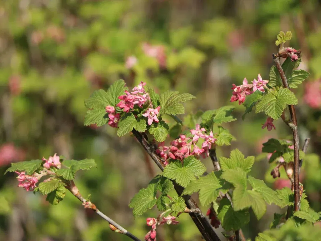 Pink blühender Strauch im Garten