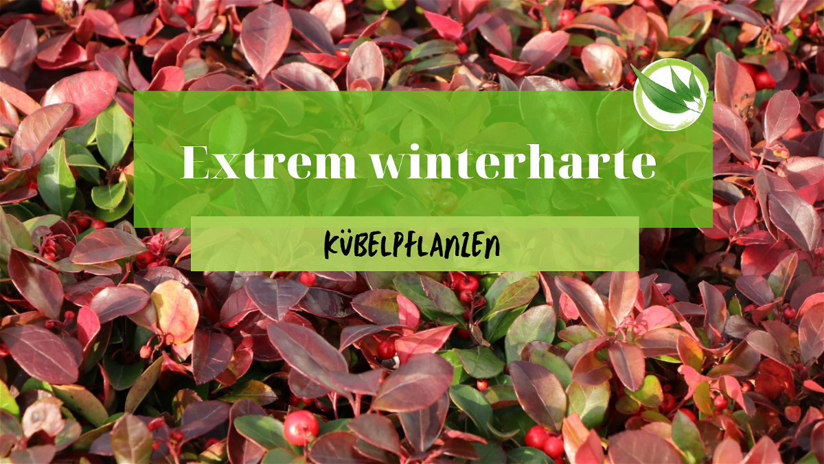 Extrem winterharte Kübelpflanzen: Diese Pflanzen trotzen extremen Bedingungen