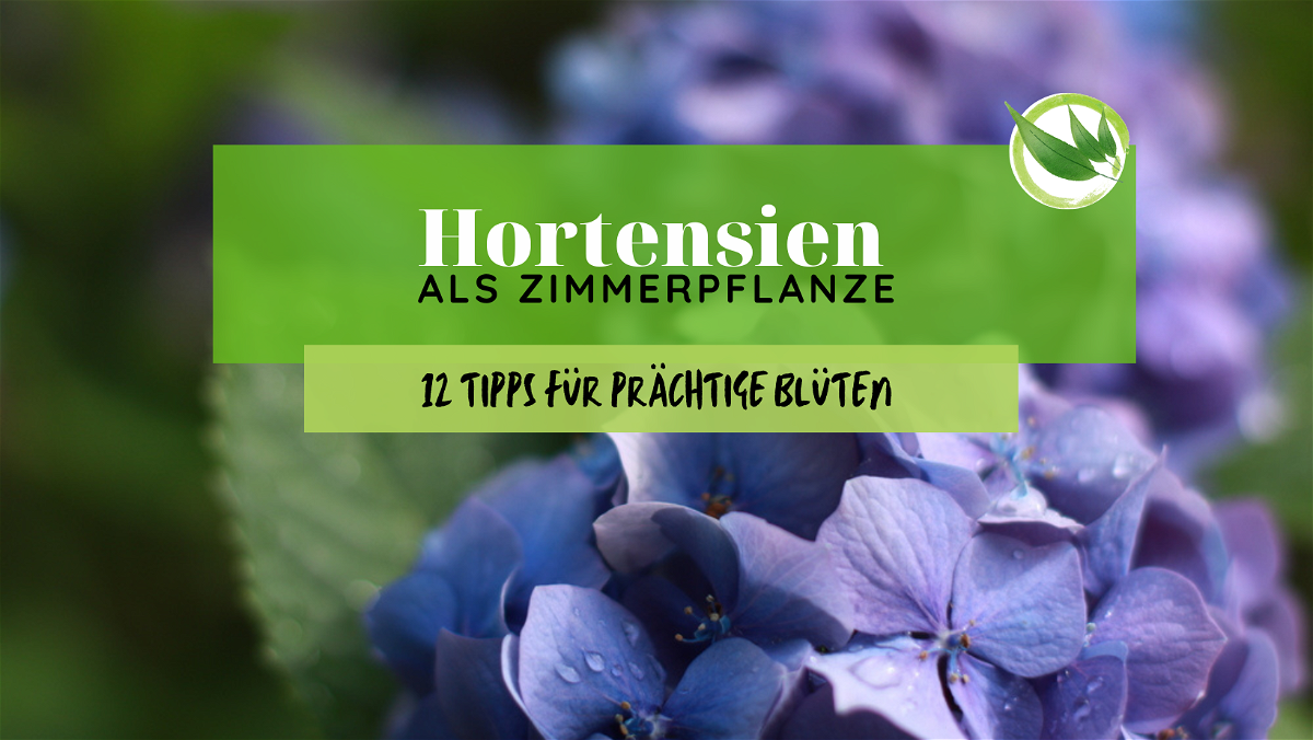 Hortensien als Zimmerpflanze: 12 Tipps für prächtige Blüten