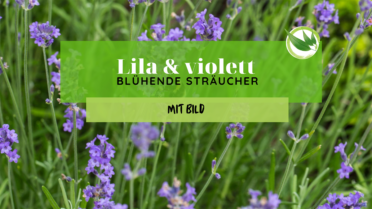 Lila und violett blühende Sträucher: Wunderschöne Blütenpracht für Deinen Garten