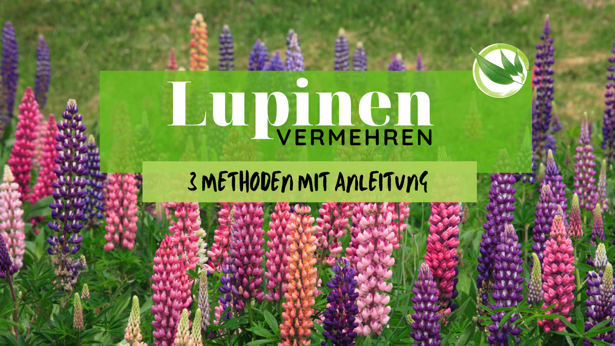 43+ Winterharte Lupinen Wann Aussäen, Geben sie bei der aussaat noch