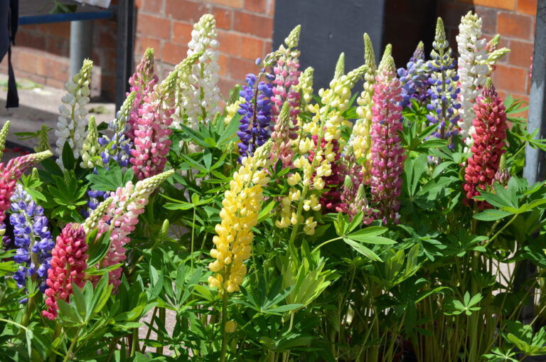 Lupinen im Topf Können Lupinen im Kübel gedeihen?