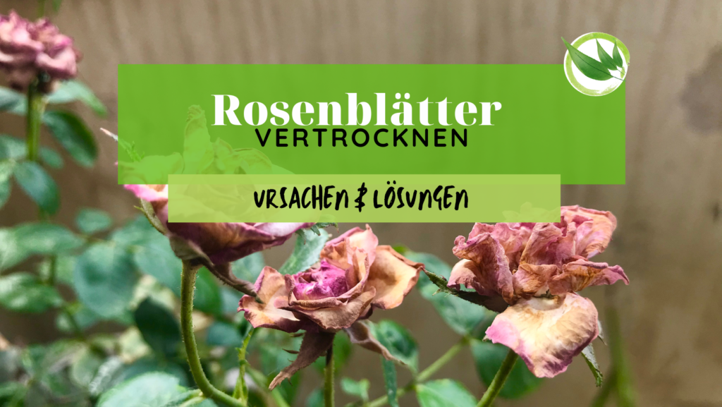 Rosen richtig düngen in 2024 Wann? Wie? Womit?