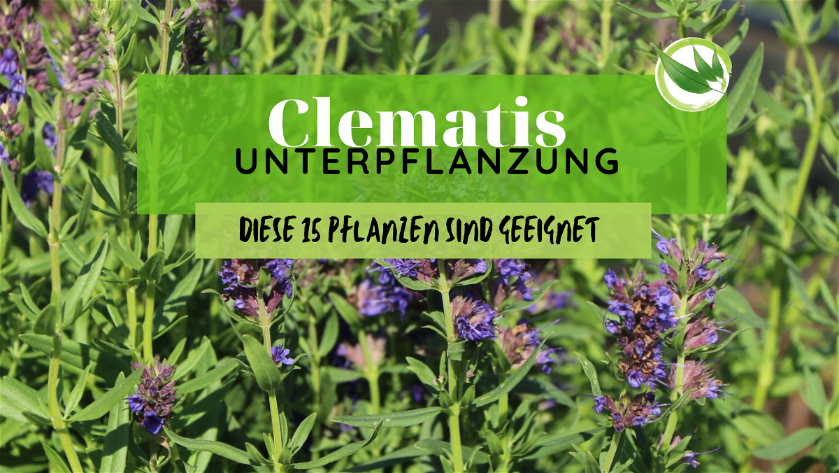 Clematis Unterpflanzung: Diese 15 Pflanzen sind bestens geeignet