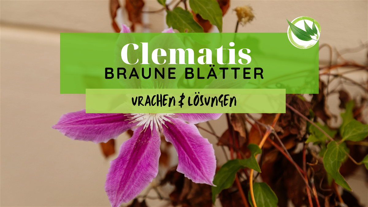 Clematis hat braune Blätter – Ursachen & Lösungen
