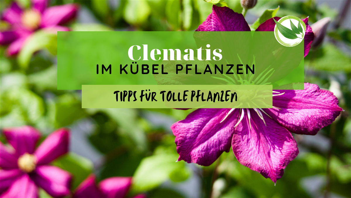 Clematis im Kübel pflanzen – Tipps für tolle Pflanzen