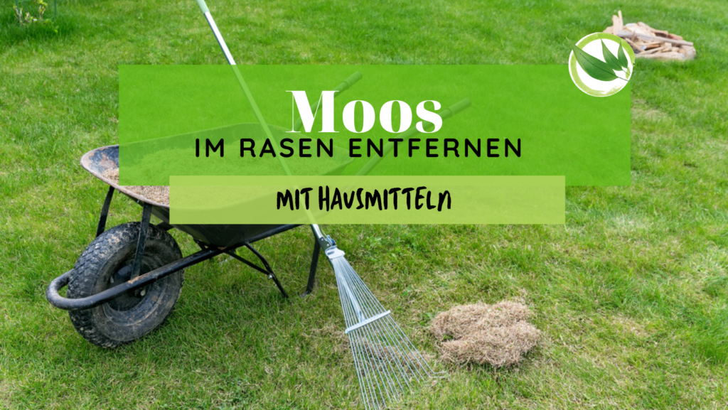 Rasen entfernen So trägst Du alten Rasen in wenigen Schritten ab