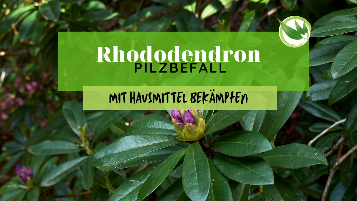 Rhododendron Pilzbefall mit Hausmittel bekämpfen