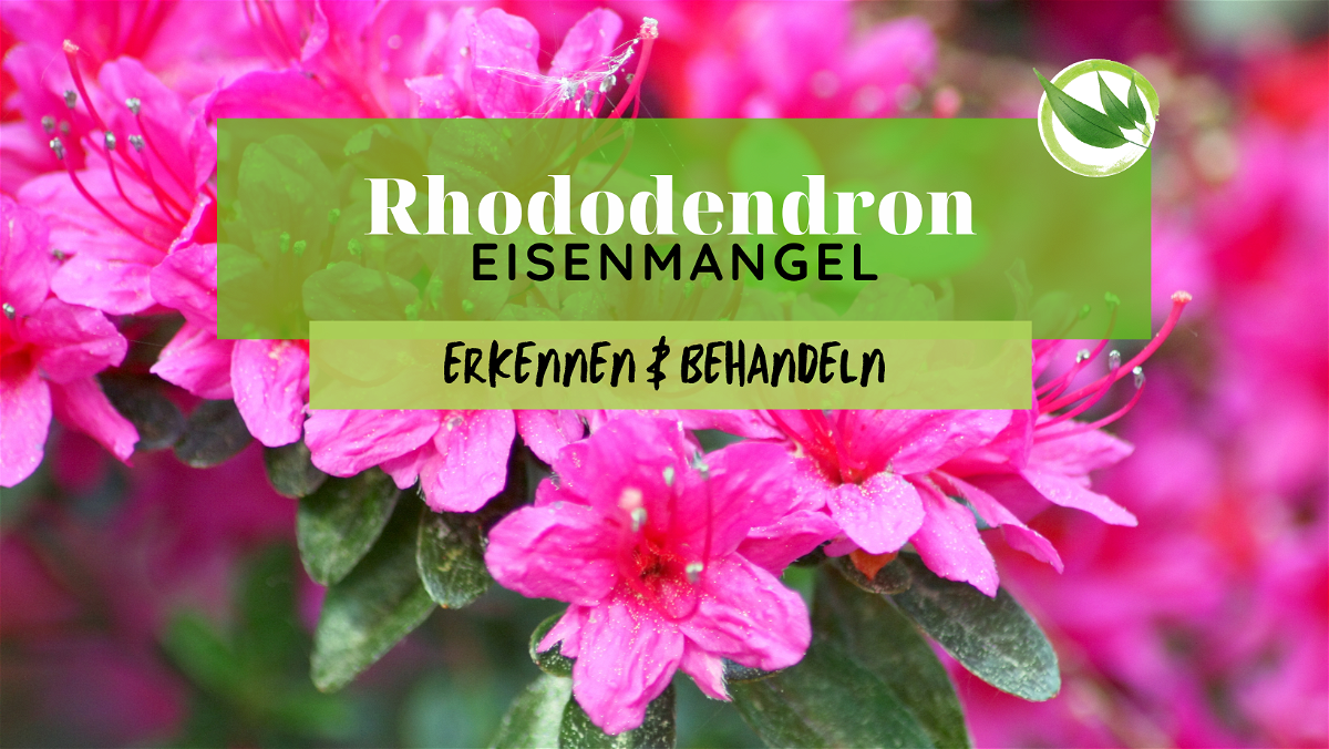 Rhododendron Eisenmangel erkennen & behandeln