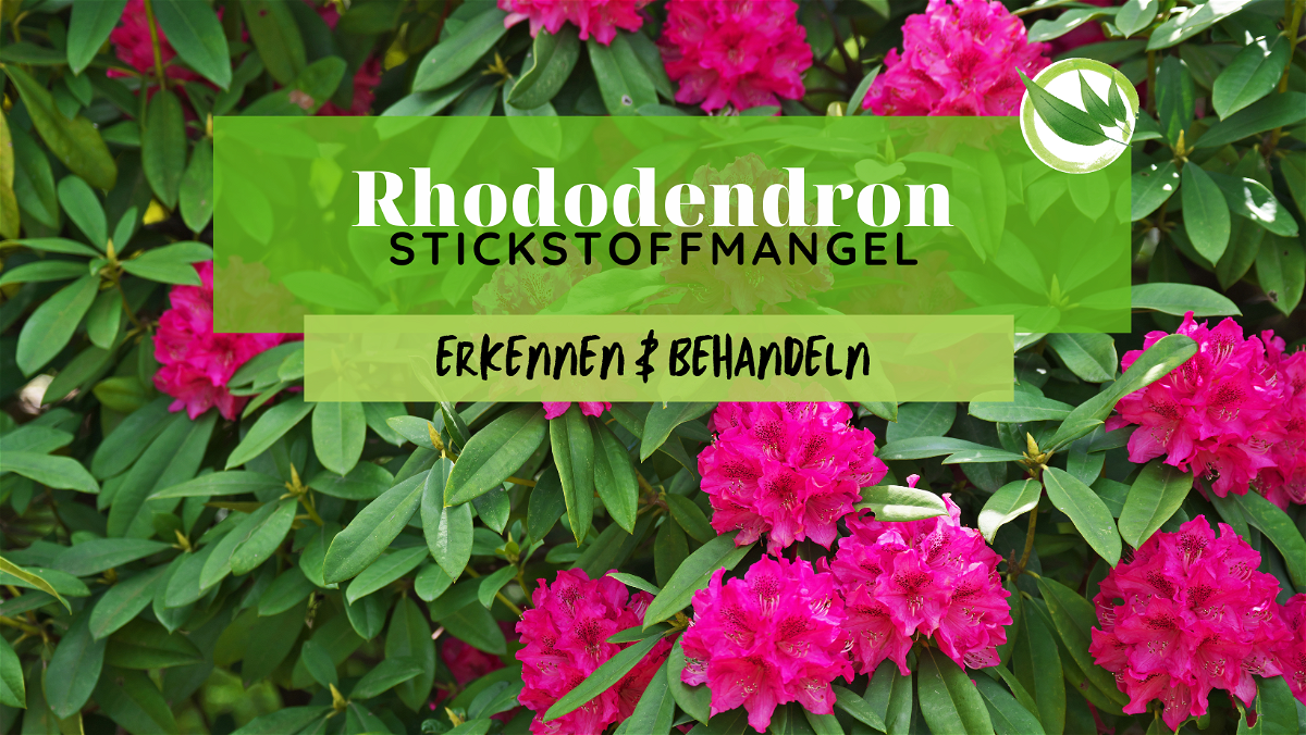 Rhododendron Stickstoffmangel erkennen & behandeln