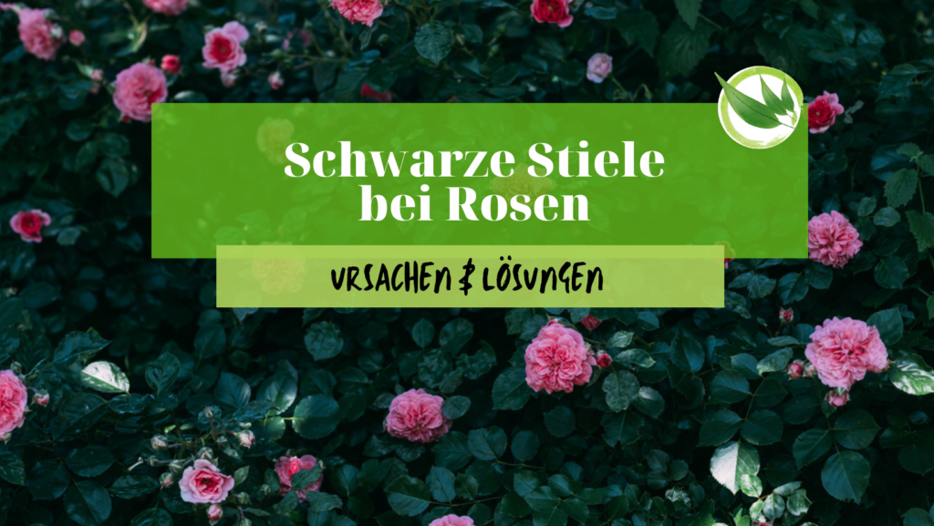 Rosen richtig düngen in 2024 Wann? Wie? Womit?