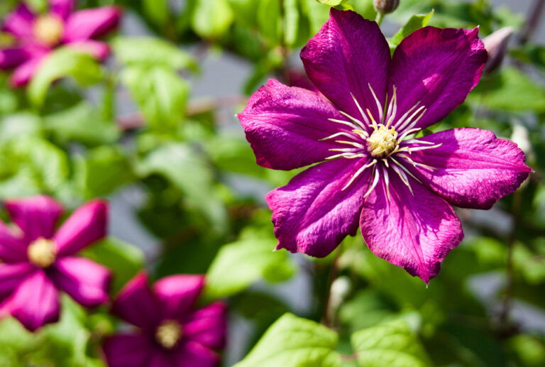 Clematis im Kübel pflanzen Tipps für tolle Pflanzen