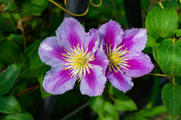 Clematis im Kübel pflanzen Tipps für tolle Pflanzen
