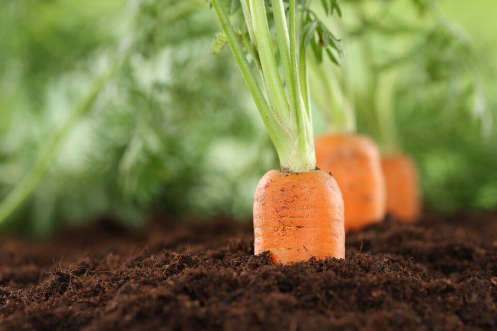 Healthy eating carrots in vegetable garden