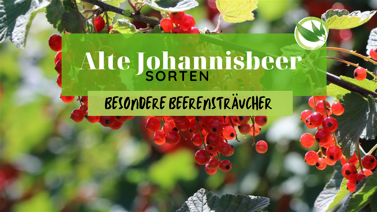 Alte Johannisbeer-Sorten | Besondere Beerensträucher