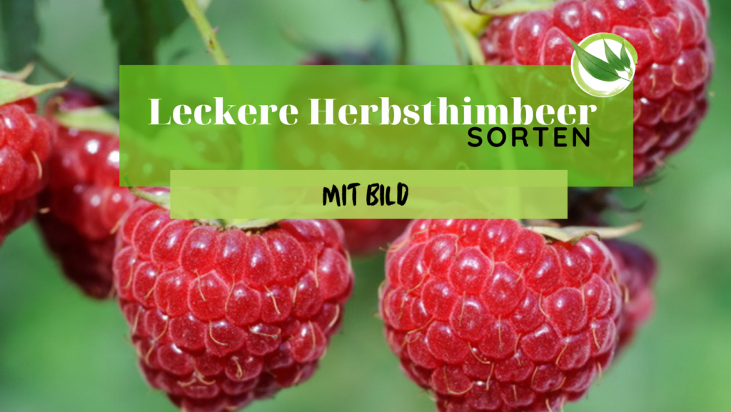 Beerensträucher Pflanzentanzen