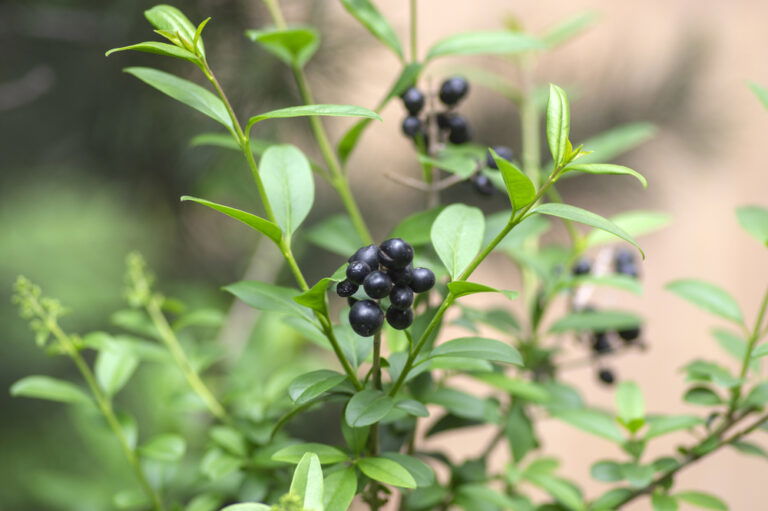 Bäume & Sträucher mit schwarzen Beeren Mit Bild [2025]