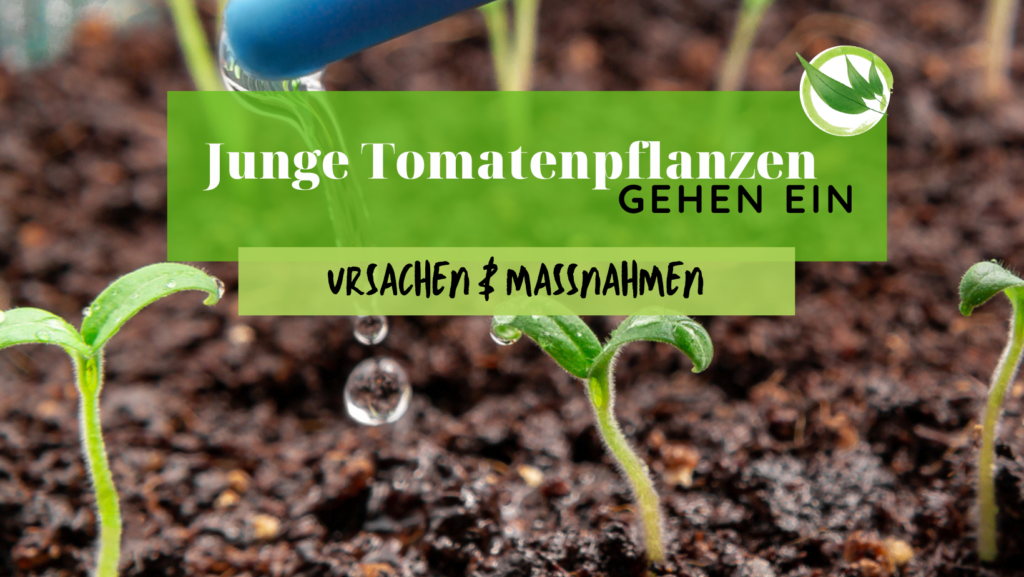 Tomaten auspflanzen ins Freie Wann darf ich 2025 setzen