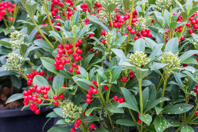 24 Sträucher mit roten Beeren Mit Bild & Pflegehinweis